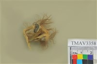 藏品(小彎嘴)的圖片